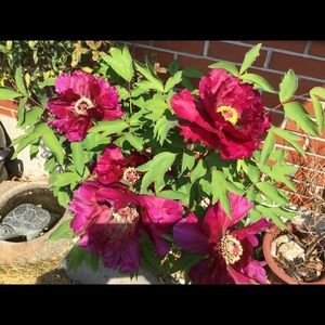 Meet your Posher, Wonhee